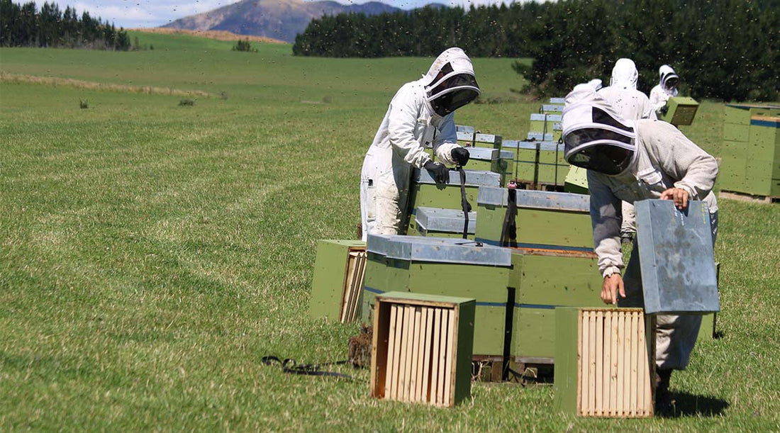 The True Honey Co. how we care for our bees