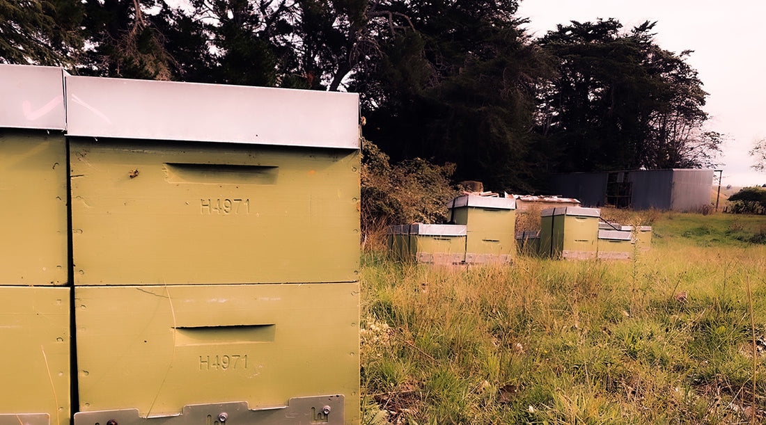 how we look after our bees in the winter