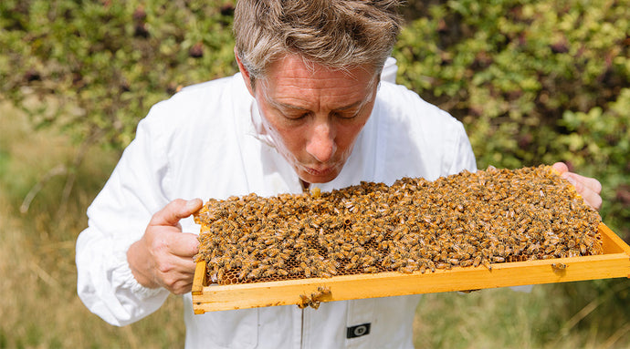 the buzz starts here: a new home for all things bees and honey